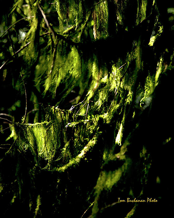 Forest Gloom Photograph