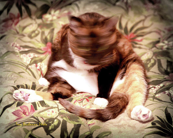 Kitty Says No Photograph