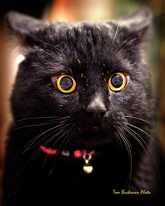 WHAT Does Neuter Mean Photograph